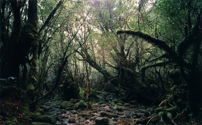 Thomas-Struth---paradise-15_.jpg