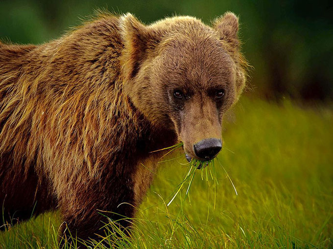 alaskan-brown-bear-green-grass_31774_990x742.jpg