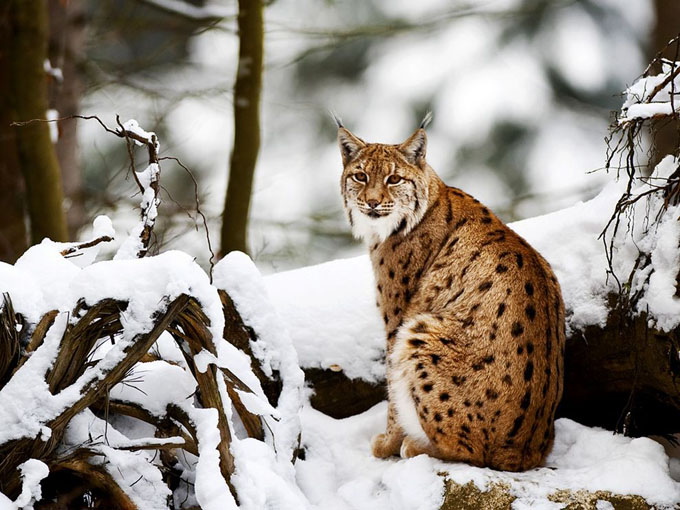lynx-snowy-forest_31786_990x742.jpg