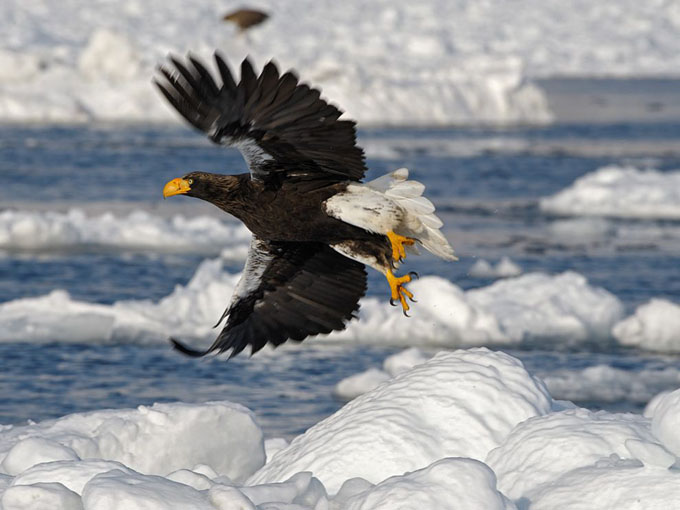 stellers-sea-eagle-japan_31794_990x742.jpg