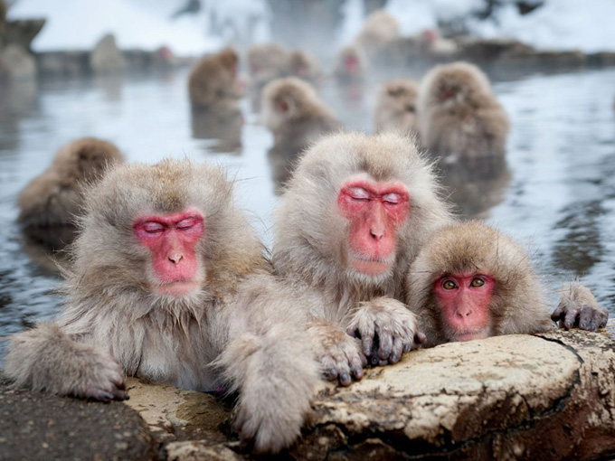 japanese-macaques-nagano_32026_990x742.jpg