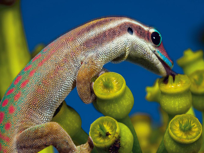 ornate-day-gecko-mauritius_32777_990x742.jpg