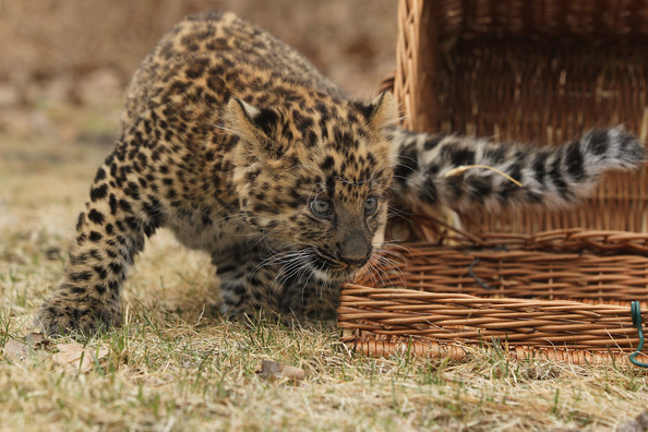 Tierpark+Zoo+Presents+Baby+Leopard+2cghO74r4C7l.jpg