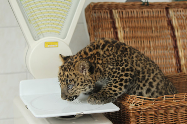 Tierpark+Zoo+Presents+Baby+Leopard+7ceB6jlMENGl.jpg