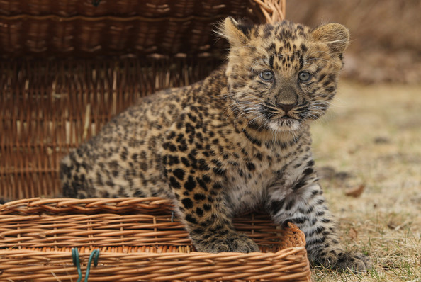 Tierpark+Zoo+Presents+Baby+Leopard+HZB5k_LlqQvl.jpg