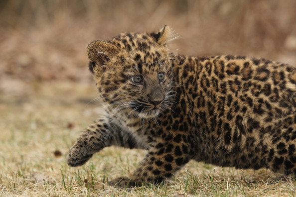 Tierpark+Zoo+Presents+Baby+Leopard+dz-MjLE3yR3l.jpg