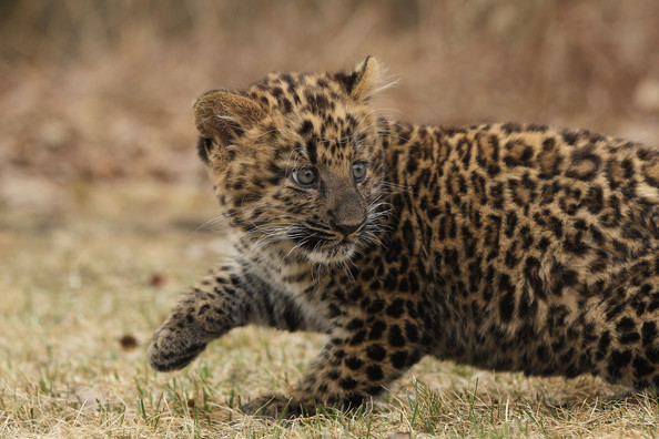 Tierpark+Zoo+Presents+Baby+LeopardwMjLE3yR3l.jpg