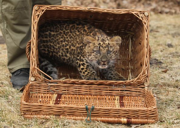 Tierpark+Zoo+Presents+Baby+Leopard+e9SZEMhSgWNl.jpg
