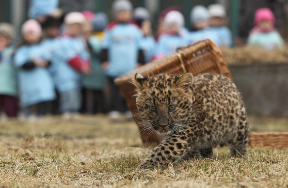 Tierpark+Zoo+Presents+Baby+Leopard+toDVktxTKKRl.jpg