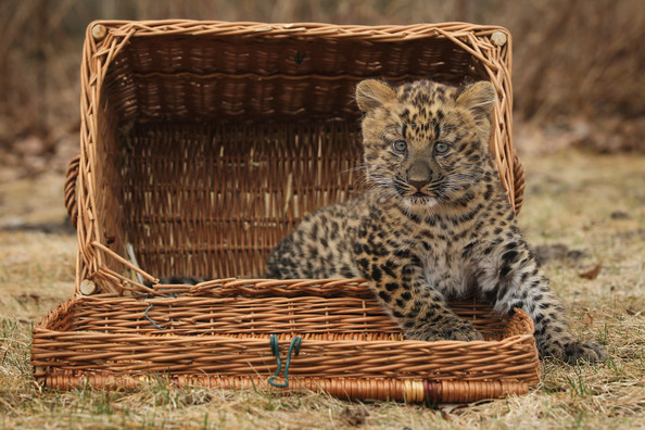 Tierpark+Zoo+Presents+Baby+Leopard+wjh9cmSS1Y7l.jpg