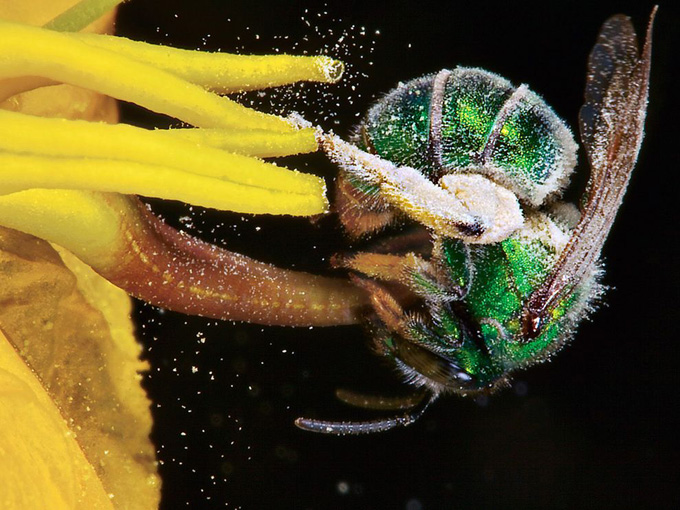 sweat-bee-arizona_32768_990x742.jpg