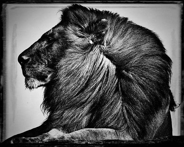 LaurentBaheux01.jpg