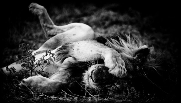 LaurentBaheux02_2.jpg