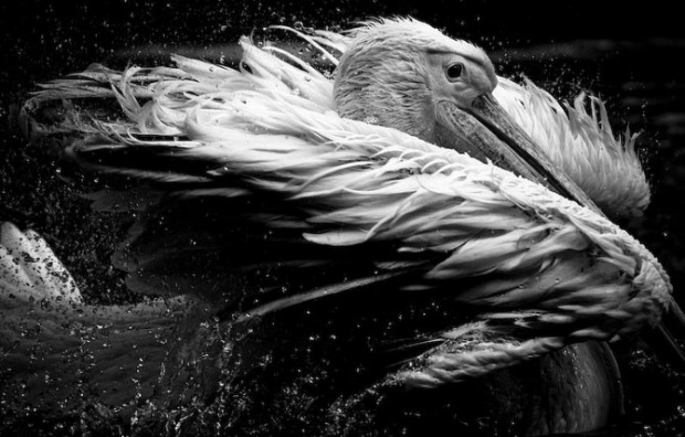 LaurentBaheux04.jpg