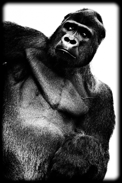 LaurentBaheux05.jpg