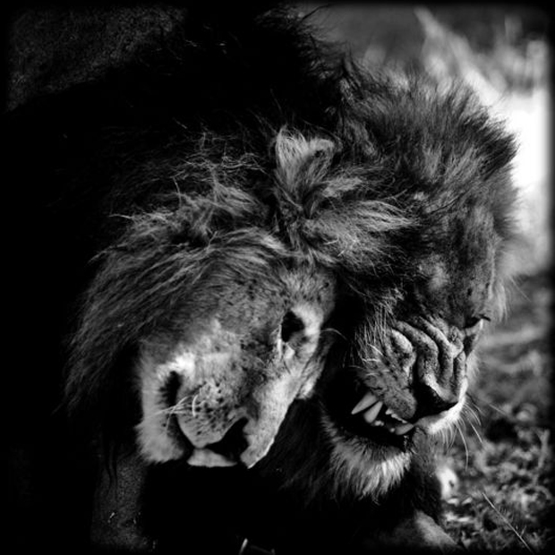 LaurentBaheux05_2.jpg