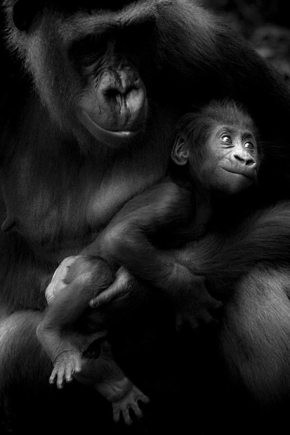 LaurentBaheux08.jpg