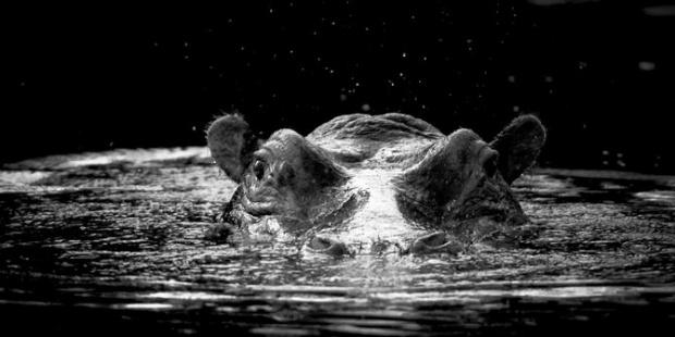LaurentBaheux11.jpg