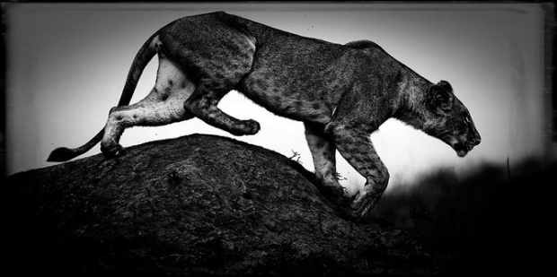 LaurentBaheux12.jpg