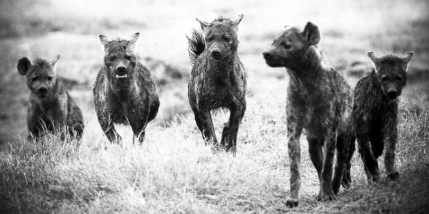 LaurentBaheux13.jpg