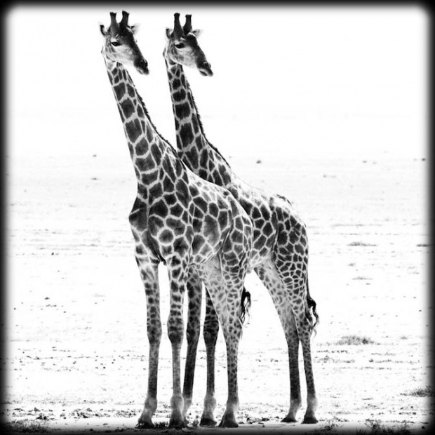 LaurentBaheux16.jpg