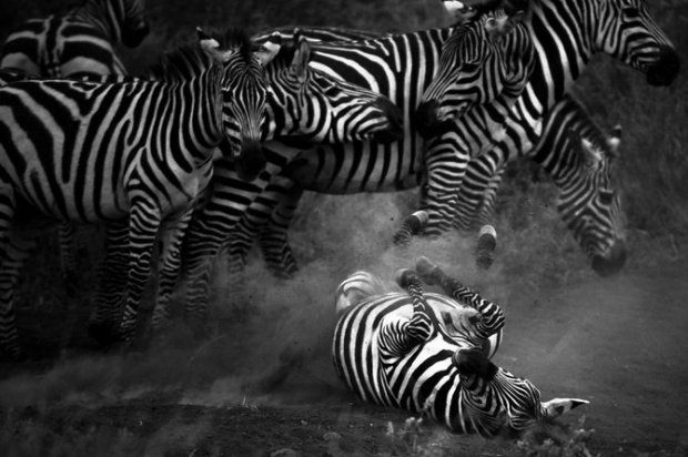 LaurentBaheux17.jpg