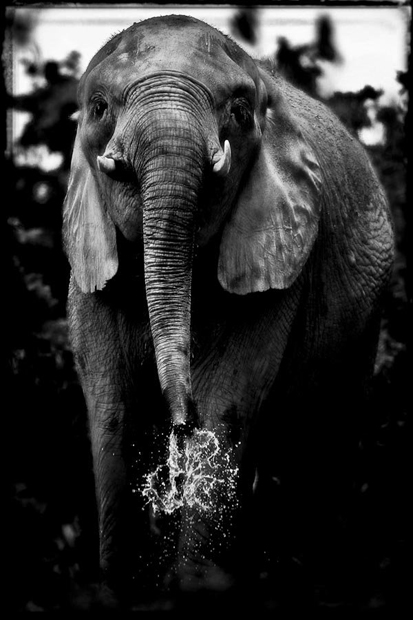 LaurentBaheux17_.jpg