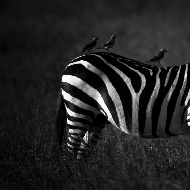 LaurentBaheux18.jpg