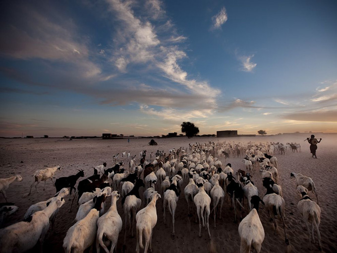 sheep-goats-timbuktu_32760_990x742.jpg