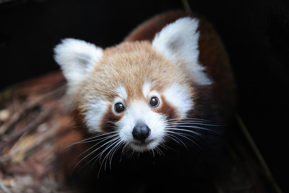 Taronga+Zoo+Welcomes+Baby+Red+Panda+1IVw5oViHV4l.jpg
