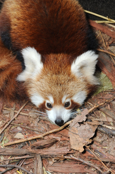 Taronga+Zoo+Welcomes+Baby+Red+Panda+5urG9qQUrThl.jpg