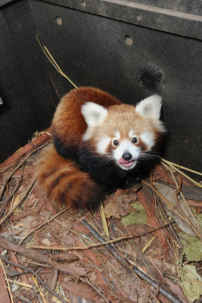 Taronga+Zoo+Welcomes+Baby+Red+Panda+AhP3F9Wjyeul.jpg