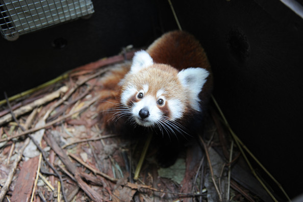 Taronga+Zoo+Welcomes+Baby+Red+Panda+GGTRBR7Fg8ql.jpg