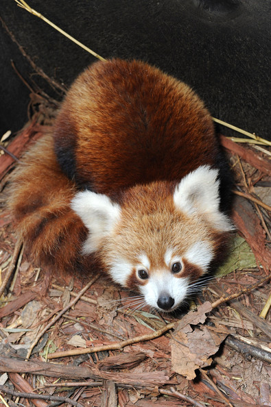Taronga+Zoo+Welcomes+Baby+Red+Panda+ae6O4lKRV-_l.jpg