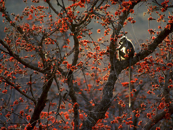 hanuman-langurs-india_33987_990x742.jpg