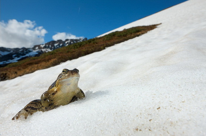 Брачный период альпийских лягушек