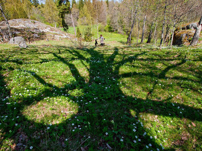 oak-tree-sweden_34280_990x742.jpg