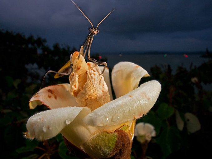 praying-mantis-ochroma_34792_990x742.jpg