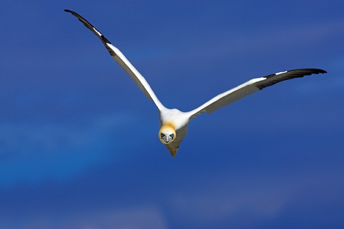wildlife-photos-by-ben-hall-06.jpg