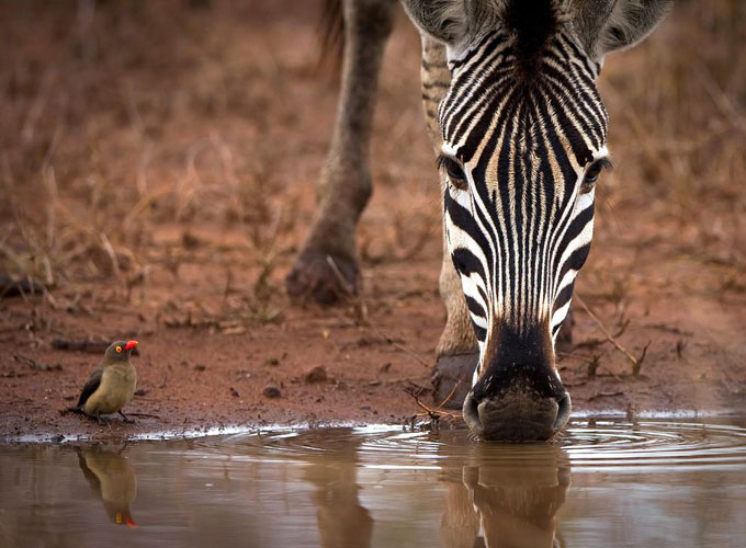 oxpecker-zebra-south-africa_35066_990x742.jpg