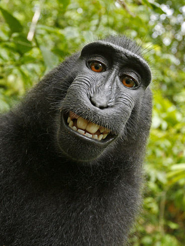 smiling_monkey02.jpg