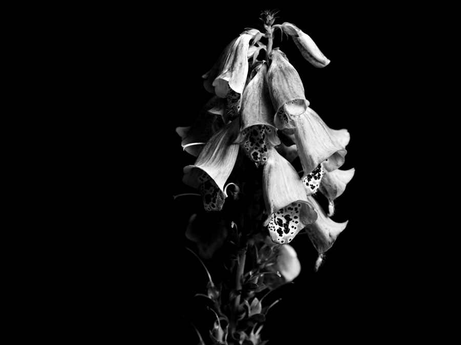 AmyWhinehouseHediSlimane09.jpg