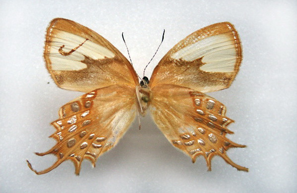 Брендированные бабочки