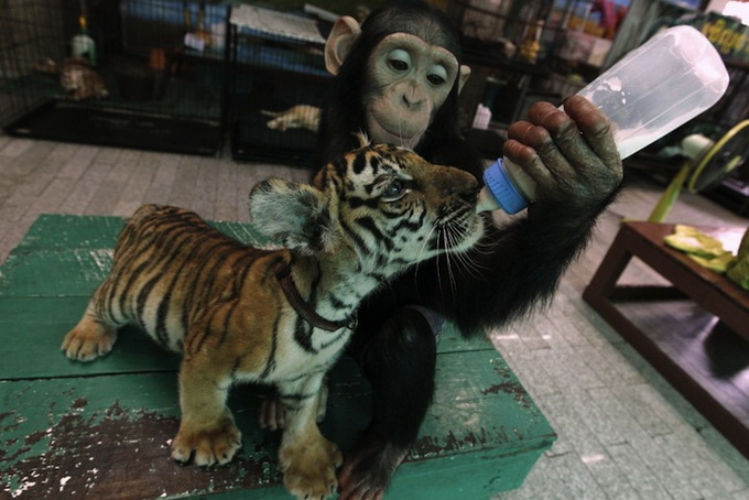 Шимпанзе кормит молоком тигренка