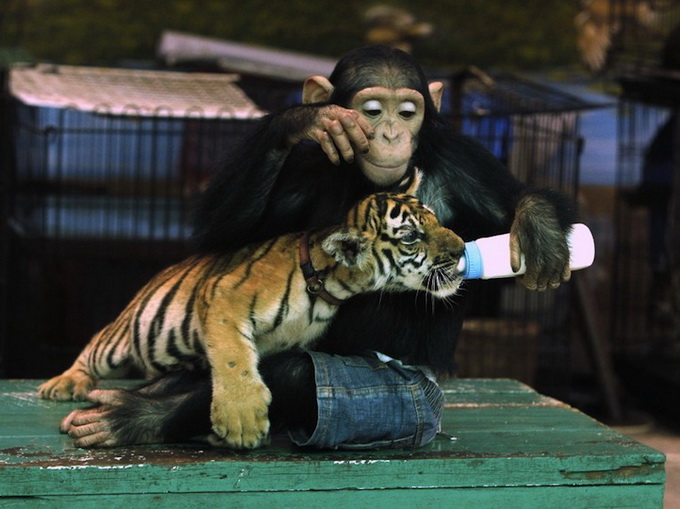 Chimpfeedstiger2_.jpg