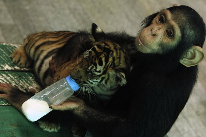 Chimpfeedstiger3_.jpg