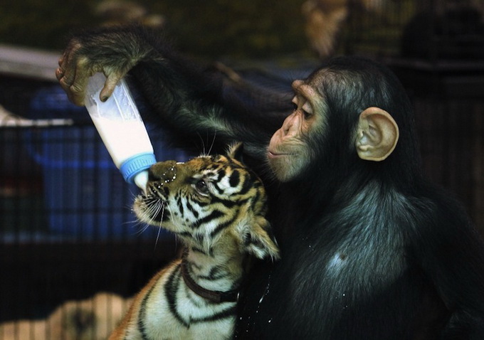 Chimpfeedstiger4_.jpg