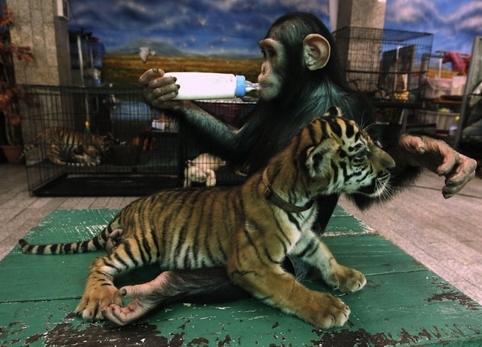 Chimpfeedstiger6_.jpg