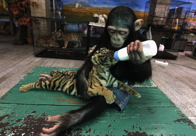 Chimpfeedstiger8_.jpg