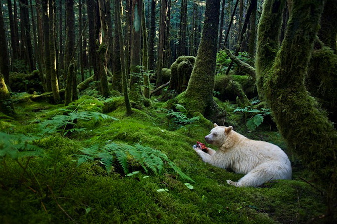 paulnicklen1.jpg